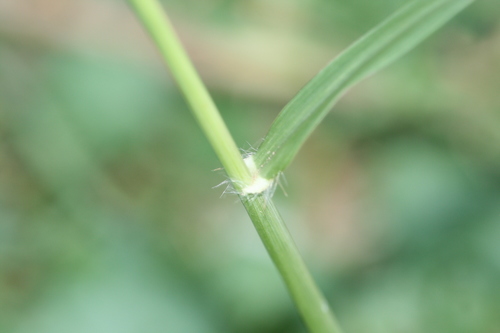 Chloris gayana