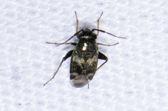 Spanagonicus albofasciatus