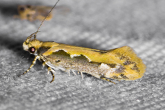 Ornativalva erubescens