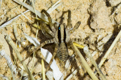 Camptocosa