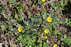 Potentilla candicans