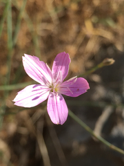 Dianthus strictus