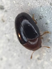 Pseudischyrus extricatus