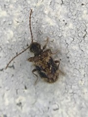 Ptinus texanus