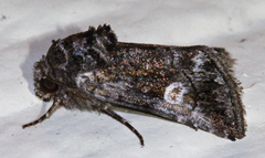 Copanarta aurea