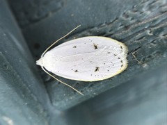 Durrantia piperatella