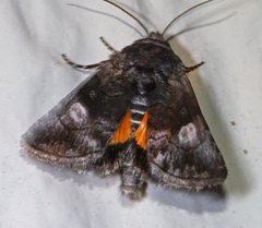 Copanarta aurea