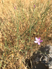 Dianthus strictus