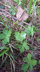 Hydrocotyle sibthorpioides