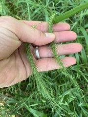 Elymus villosus