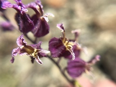 Streptanthus glandulosus pulchellus