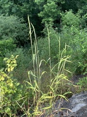 Elymus svensonii