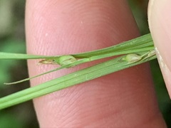 Carex oligocarpa