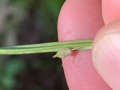Carex oligocarpa