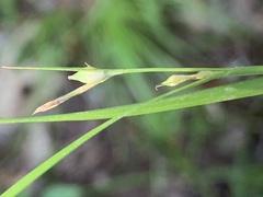 Carex oligocarpa