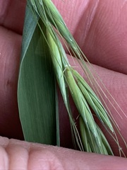 Elymus svensonii