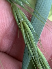 Elymus svensonii