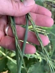 Elymus svensonii