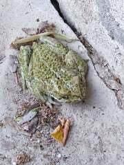 Bufotes viridis balearicus