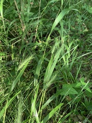 Elymus villosus