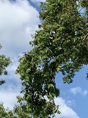 Ulmus serotina