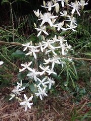 Clematis meyeniana