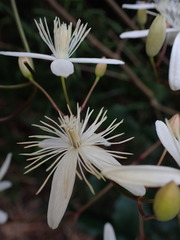Clematis meyeniana