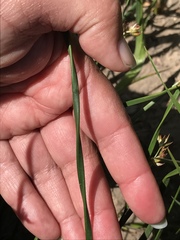 Juncus mexicanus