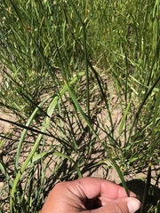 Juncus mexicanus