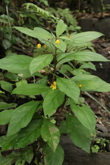 Lysimachia sikokiana