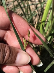 Juncus mexicanus