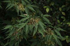 Fraxinus insularis