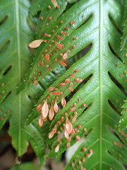 Woodwardia prolifera