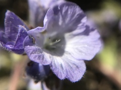 Phacelia divaricata