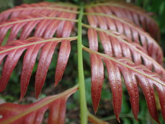 Woodwardia prolifera