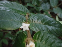 Lasianthus attenuatus