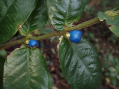 Lasianthus attenuatus