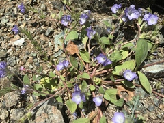 Phacelia divaricata