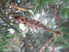 Tipula coquilletti