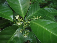 Psychotria manillensis