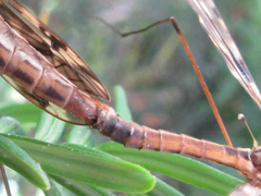 Tipula coquilletti