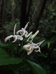 Tarenna gracilipes