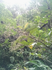 Myrsinoideae