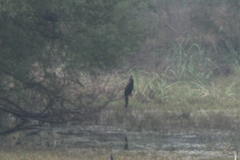 Anhinga melanogaster