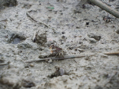 Ilyoplax formosensis