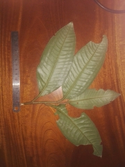 Myrsinoideae