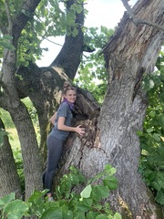 Tilia americana heterophylla