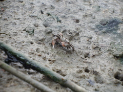 Ilyoplax formosensis