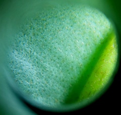 Myrsinoideae