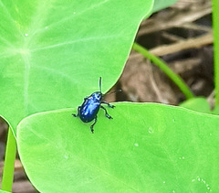 Platycorynus peregrinus